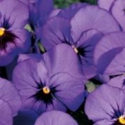 Viola cornuta Twix Blue with Eye